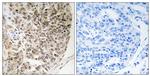 Phospho-Caldesmon (Ser759) Antibody in Immunohistochemistry (Paraffin) (IHC (P))