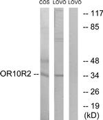 OR10S1 Antibody in Western Blot (WB)