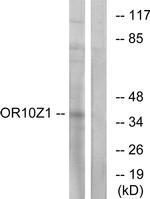 OR10Z1 Antibody in Western Blot (WB)