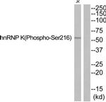 Phospho-hnRNP K (Ser216) Antibody in Western Blot (WB)