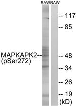 Phospho-MAPKAPK2 (Ser272) Antibody in Western Blot (WB)