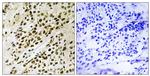 Phospho-PRAK (Thr182) Antibody in Immunohistochemistry (Paraffin) (IHC (P))
