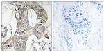 Phospho-MKP1/MKP2 (Ser296, Ser318) Antibody in Immunohistochemistry (Paraffin) (IHC (P))