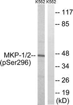 Phospho-MKP1/MKP2 (Ser296, Ser318) Antibody in Western Blot (WB)
