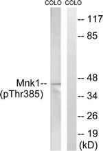 Phospho-MNK1 (Thr385) Antibody in Western Blot (WB)
