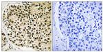 Phospho-NFATC4 (Ser168, Ser170) Antibody in Immunohistochemistry (Paraffin) (IHC (P))