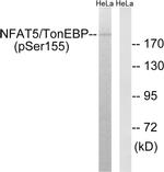Phospho-NFAT5 (Ser155) Antibody in Western Blot (WB)