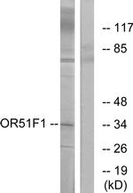 OR51F1 Antibody in Western Blot (WB)