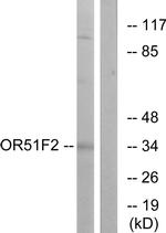 OR51F2 Antibody in Western Blot (WB)