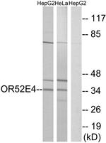 OR52E4 Antibody in Western Blot (WB)