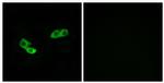 OR56A3 Antibody in Immunocytochemistry (ICC/IF)