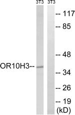 OR10H3/OR10H4 Antibody in Western Blot (WB)