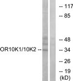 OR10K1/OR10K2 Antibody in Western Blot (WB)