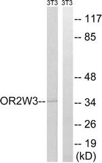 OR2W3 Antibody in Western Blot (WB)