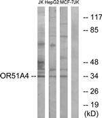 OR51A4 Antibody in Western Blot (WB)