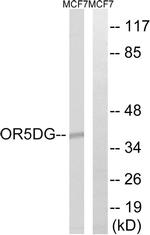 OR5D16 Antibody in Western Blot (WB)