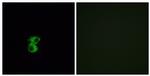 OR6B2 Antibody in Immunocytochemistry (ICC/IF)