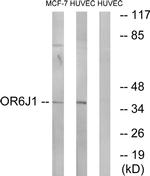 OR6J1 Antibody in Western Blot (WB)
