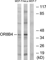 OR8B4 Antibody in Western Blot (WB)