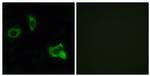 OR8D1 Antibody in Immunocytochemistry (ICC/IF)