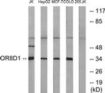 OR8D1 Antibody in Western Blot (WB)