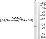 Caspase 4/5 p20 (Cleaved Asp270, Asp311) Polyclonal Antibody