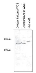 PAF1 Antibody in Western Blot (WB)