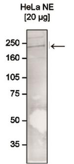 CHD1 Antibody in Western Blot (WB)