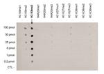 H3K9me3 Antibody in Peptide array (ARRAY)