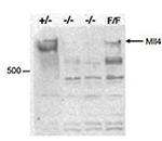 MLL4 Antibody in Western Blot (WB)