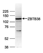 ZBTB38 Antibody in Western Blot (WB)