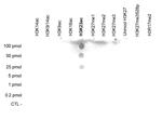 H2BK23ac Antibody in Peptide array (ARRAY)