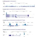 RUNX1/RUNX1T1 Antibody in ChIP-Sequencing (ChIP-seq)