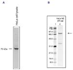 PAF1 Antibody in Western Blot (WB)