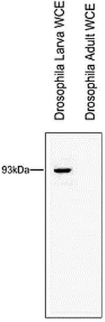 RTF1 Polyclonal Antibody