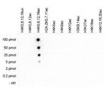 H4ac pan-acetyl (K5,K8,K12,K16) Antibody