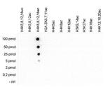 H4ac pan-acetyl (K5,K8,K12,K16) Antibody in Peptide array (ARRAY)