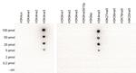 H3K4me3 Antibody in Peptide array (ARRAY)
