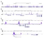 H3K4me3 Antibody in ChIP-Sequencing (ChIP-seq)