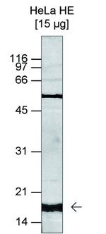 H3K4me3 Antibody in Western Blot (WB)