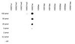 H3K27ac Antibody in Peptide array (ARRAY)
