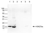 H3K27ac Antibody in Western Blot (WB)