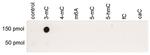 3-Methylcytosine Polyclonal Antibody