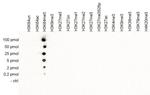 H3K64me3 Antibody