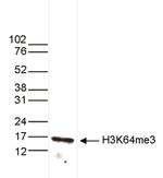 H3K64me3 Polyclonal Antibody