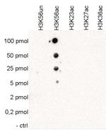 H3K56ac Antibody in Peptide array (ARRAY)