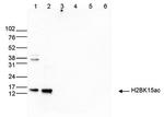 H2BK15ac Antibody in Western Blot (WB)