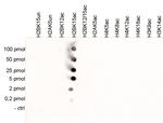 H2BK15ac Antibody in Peptide array (ARRAY)
