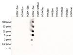 H2BK15ac Antibody in Peptide array (ARRAY)