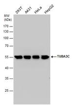TUBA3C Polyclonal Antibody